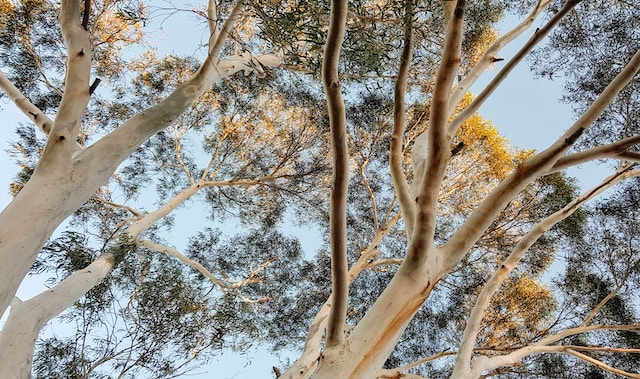Abb. 4: Eukalyptusbäume. Foto von Bethany Zwag auf Unsplash