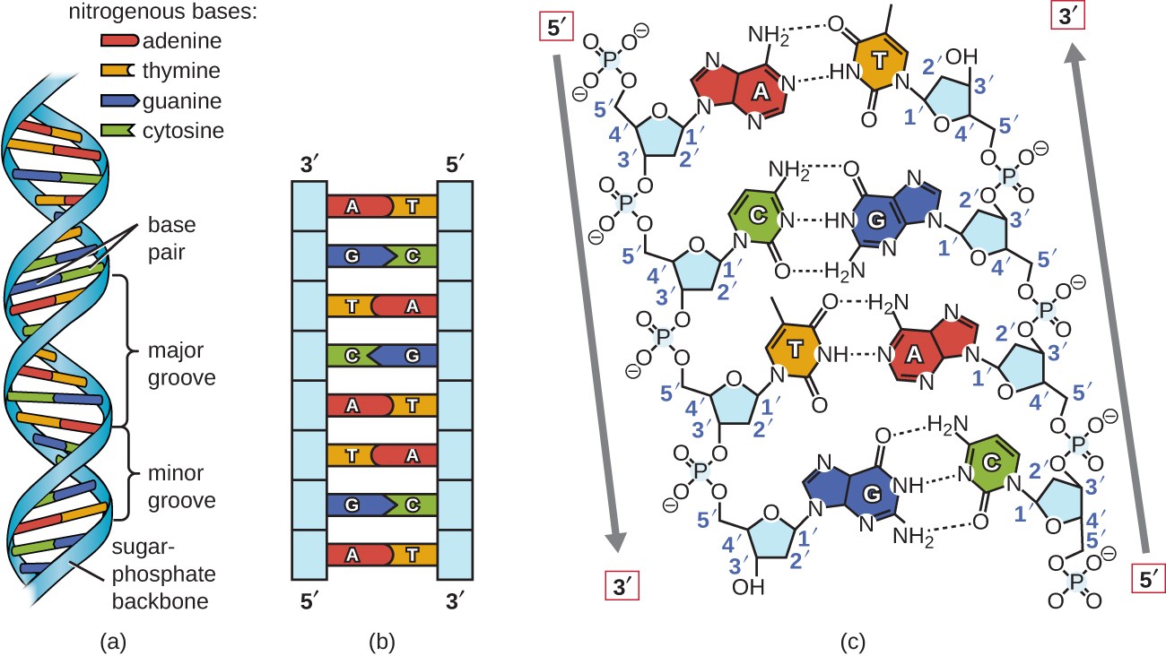 Figure 8 - Overview of the DNA structure