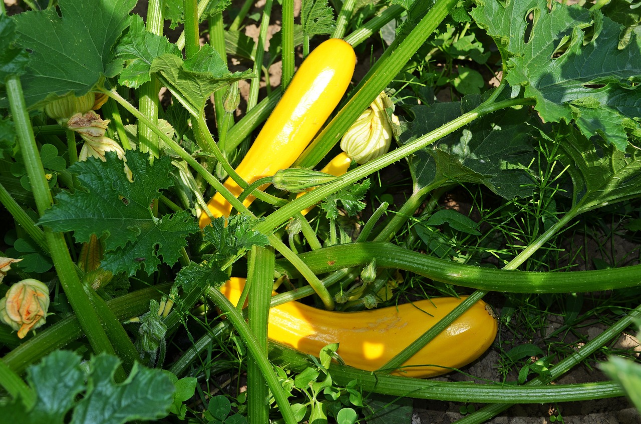 Gelbe Zucchinis können bitter und sogar giftig sein