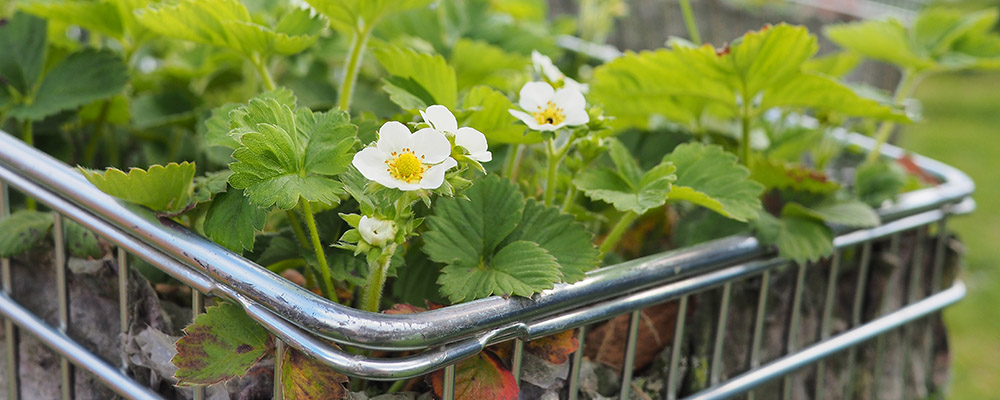 Anbauflächen: Erdbeeren im Einkaufswagen