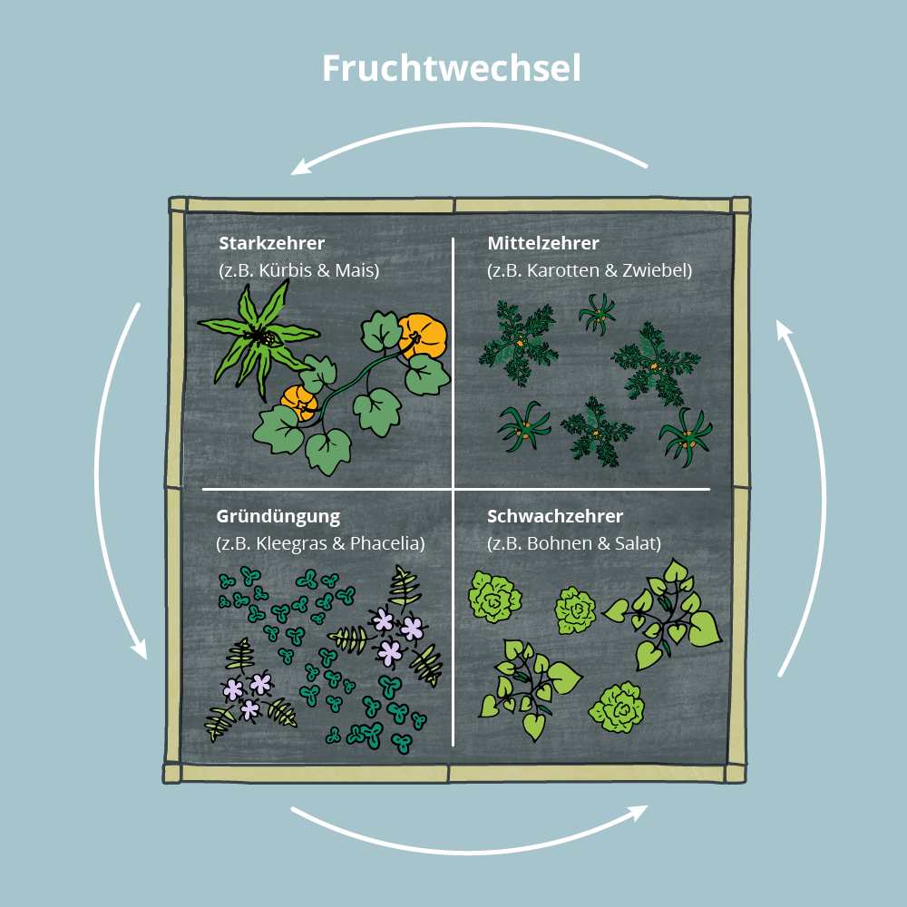 Grafik Fruchtwechsel
