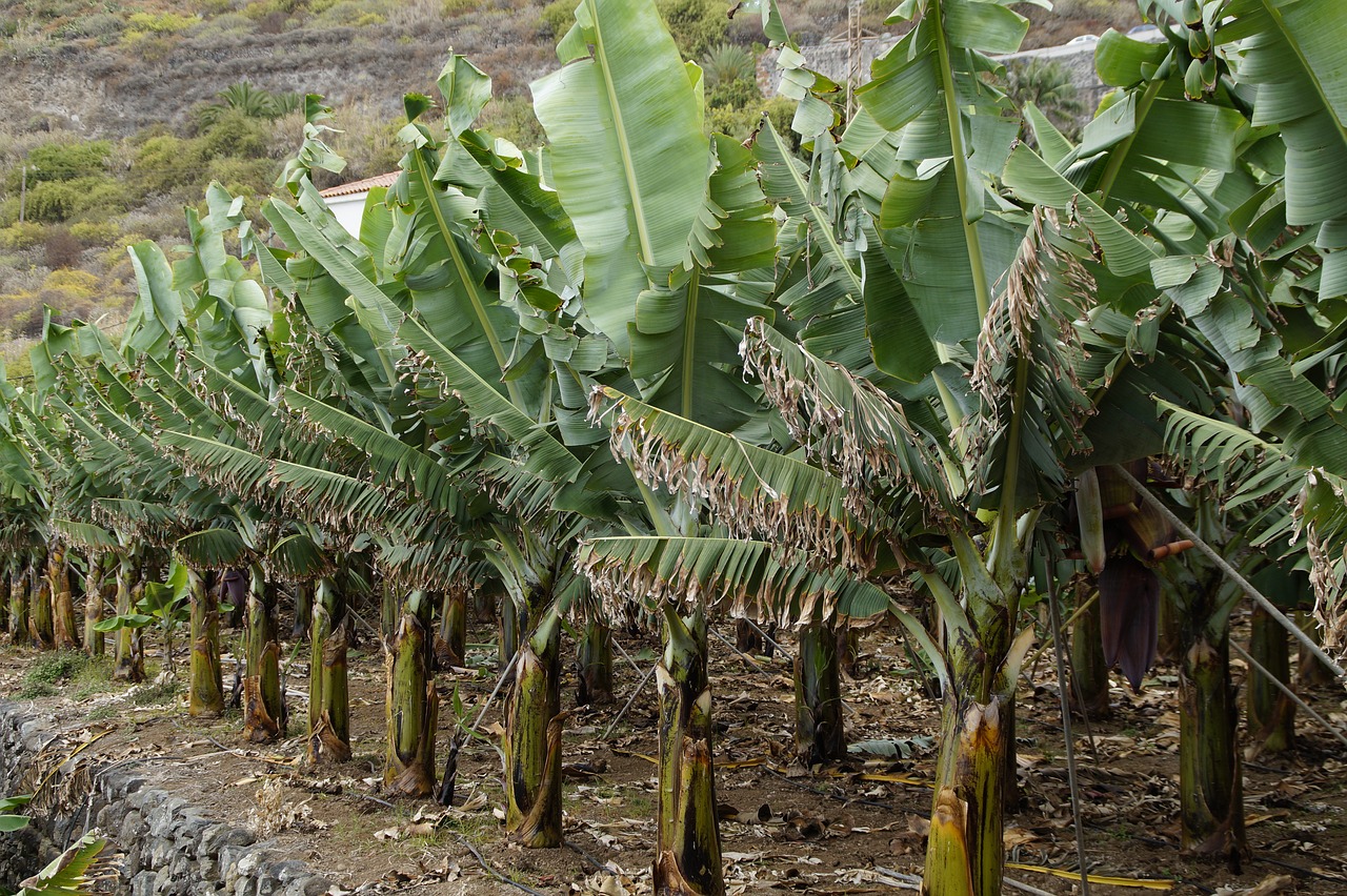 Abb. 3: Bananenplantage