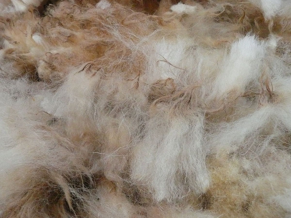 Schafwolle