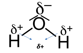 Abbildung 4: Ein Wassermolekül mit eingezeichneten Elektronenpaaren sowie Partialladungen