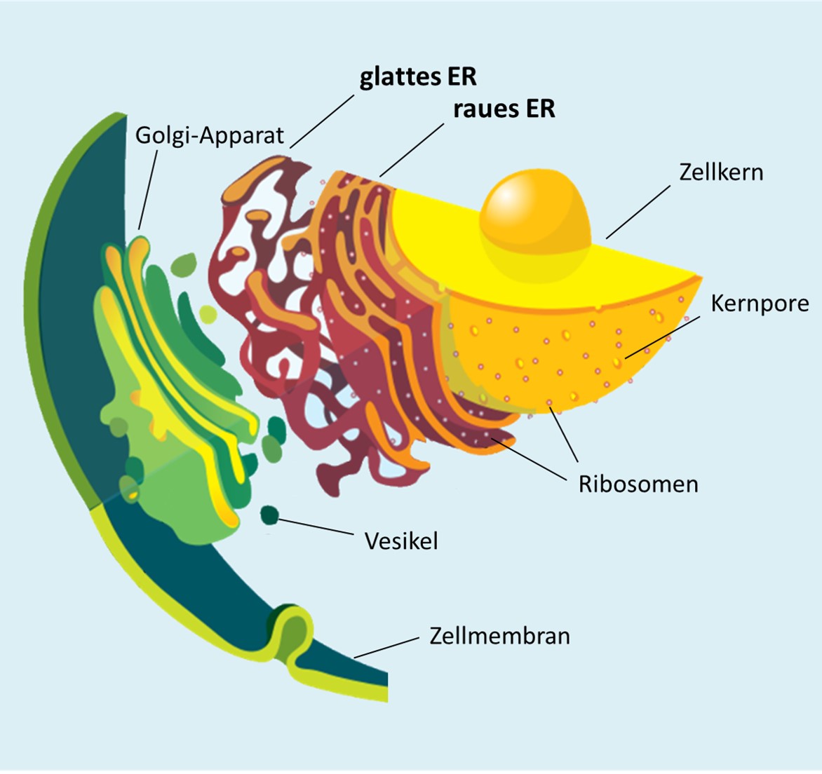 Grafische Darstellung des Endoplasmatischen Retikulums