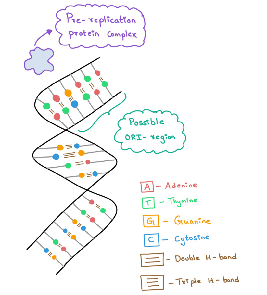 DNA Replication - learn with Serlo!