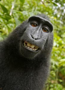 Affe Naruto und sein Selfie