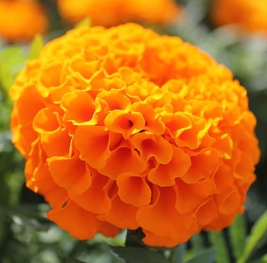 Tagetes gefüllt