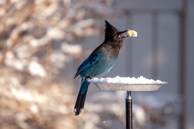Bird in winter