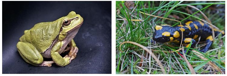 Abb. 1: Europäischer Laubfrosch (Gattung der Laubfrösche); Abb. 2: Feuersalamander im Gras