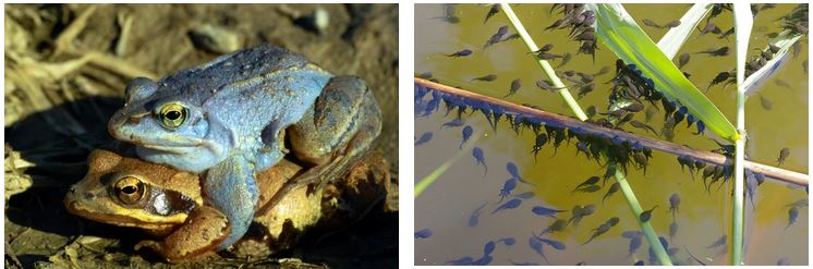 Abb. 5: Moorfrösche während der Paarungszeit; Abb. 6: Kaulquappen der Erdkröte