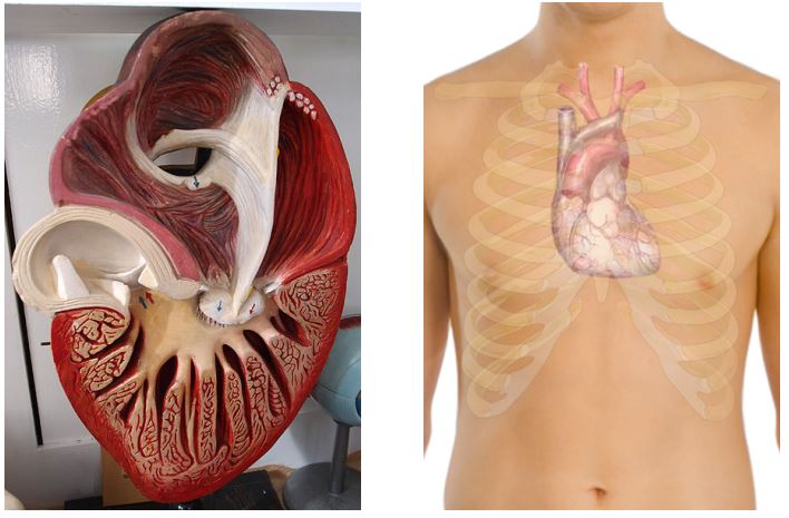 Abb.1: Strukturmodell eines Herzens; Abb.2: Fotomodifikation Herz im Brustkorb