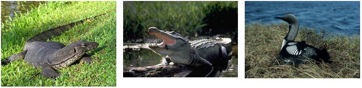 Abb. 1: Ein Bindenwaran; Abb. 2: Ein Mississippi-Alligator; Abb. 3: Ein Prachttaucher