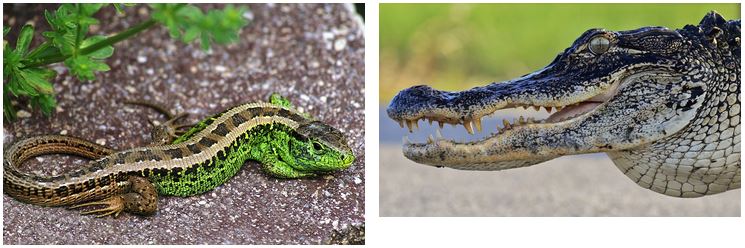Abb. 4: Die Zauneidechse gehört zu den Echsen; Abb. 5: Ein amerikanischer Aligator gehört zu den Krokodilen