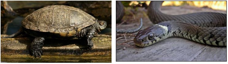 Abb. 6: Die europäische Sumpfschildkröte gehört zu den Schildkröten; Abb. 7: Die Ringelnatter gehört zu den Schlangen