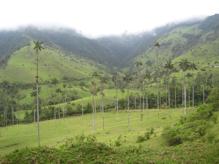 Cocora Parque Nacional