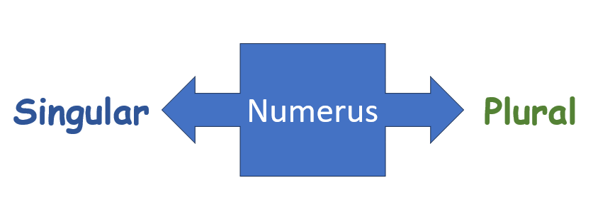Numerus
