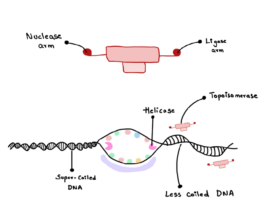 Figure 5