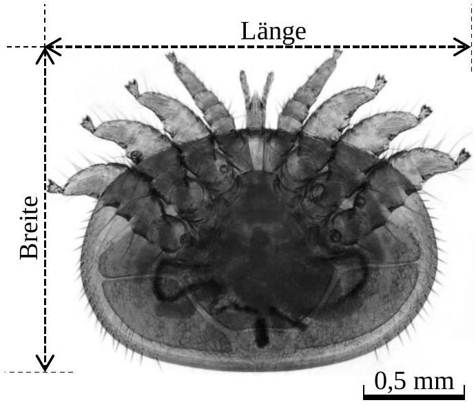 Abbildung 1: Varroa-Milbe (vergrößert) Quelle: https://www.mikroskopieforum.de/index.php?topic=16864.0 (verändert)