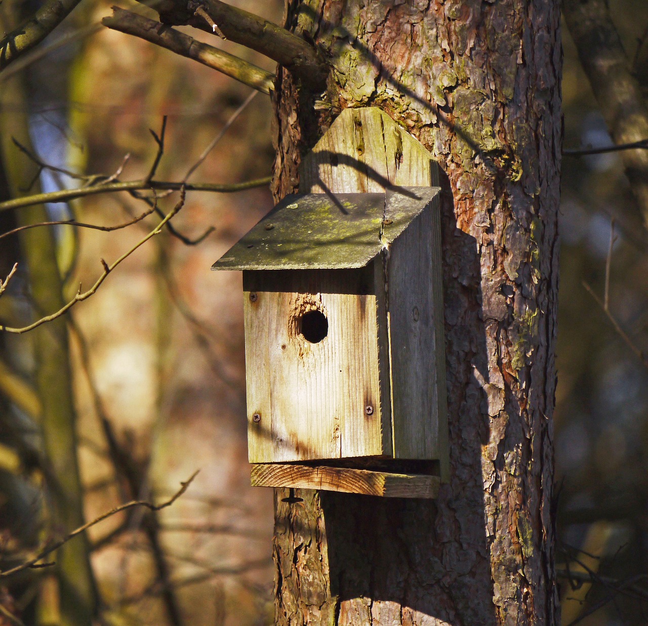 Nistkasten Foto von hpgruesen auf Pixabay