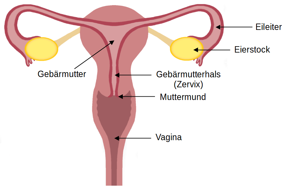 Eigene Bearbeitung von https://commons.wikimedia.org/wiki/File:Innere_weibliche_Genitalorgane.png