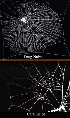 Spinnennetze im Vergleich