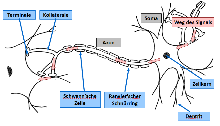 Schematischer Aufbau eines Neurons