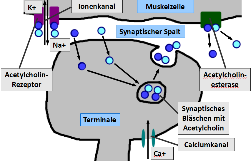 Korriegierte Abbildung der chemischen Synapse