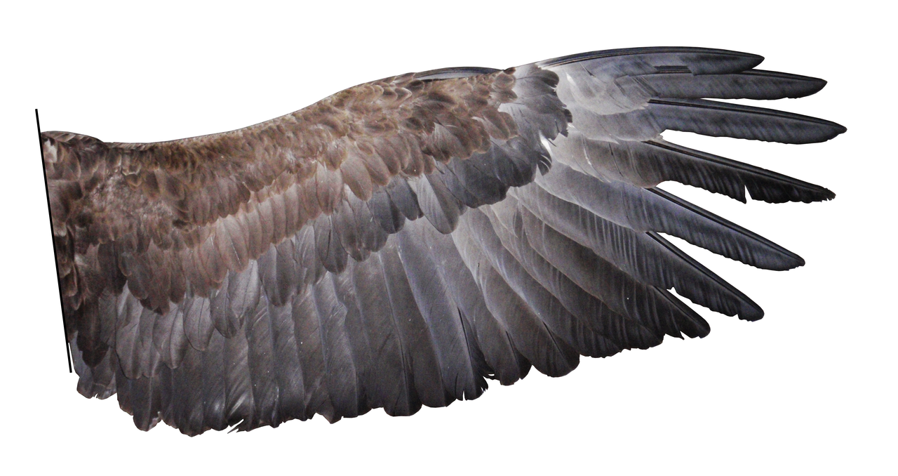Abb.1: Vogelflügel