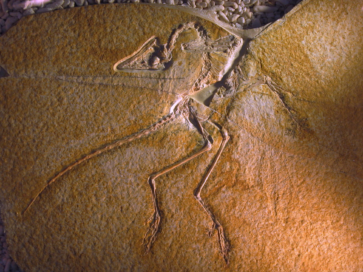 Abb 1: Fossil eines Archaeopteryx