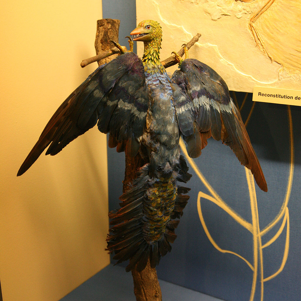 Abb 2: Ein Modell des Archaeopteryx