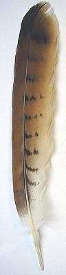 Abb. 2: Schwanzfeder eines Rotmilans