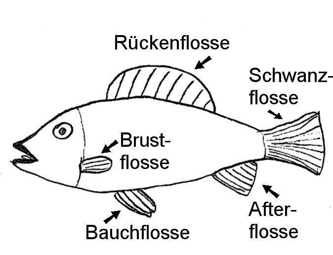 Abb. 2: Flossen-Schema eines Fisches