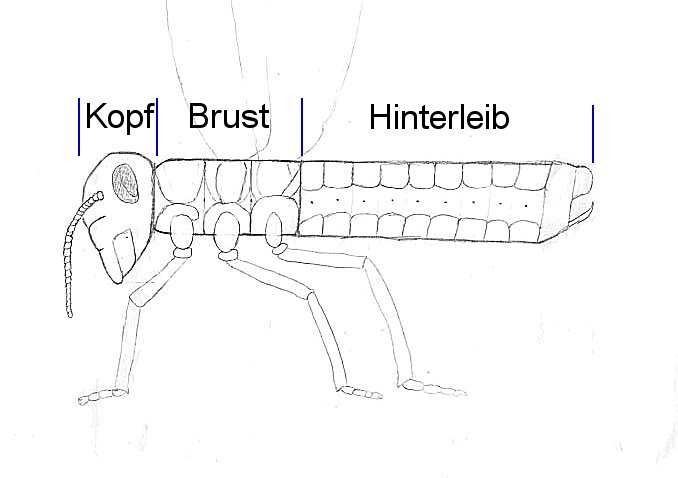 Schema eines Insekts