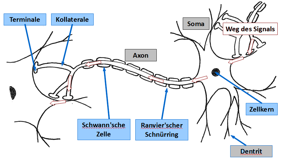 Schema eines Neurons