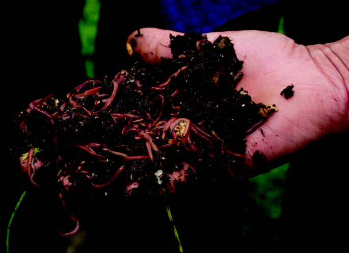 Kompostwürmer in der Erde einer Wurmfarm