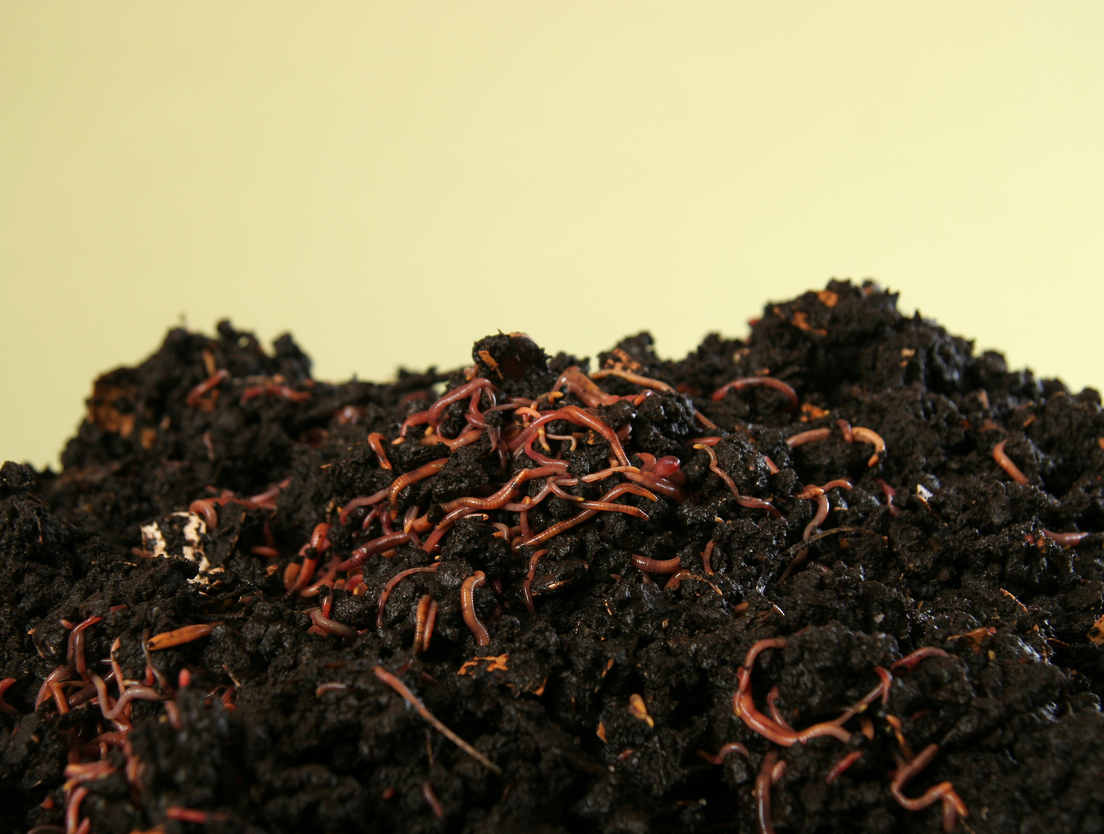 Redworms for composting