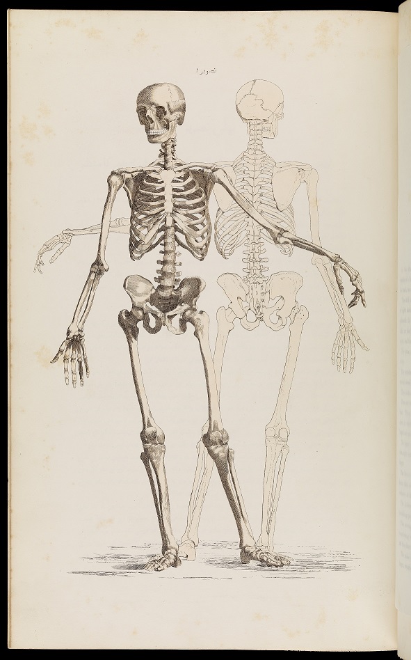 Aus Wie Vielen Knochen Besteht Das Menschliche Skelett Das menschliche Skelett - lernen mit Serlo!