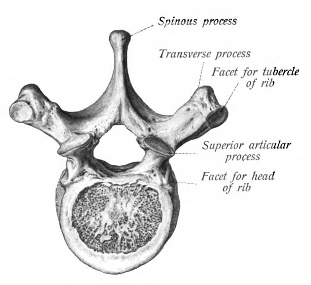 Abb 3 : Zeichnung eines Wirbels Die oberste Spitze ist der Dornfortsatz, darauf folgt das Wirbelloch, durch das das Rückenmark verläuft und der Wirbelkörper.
