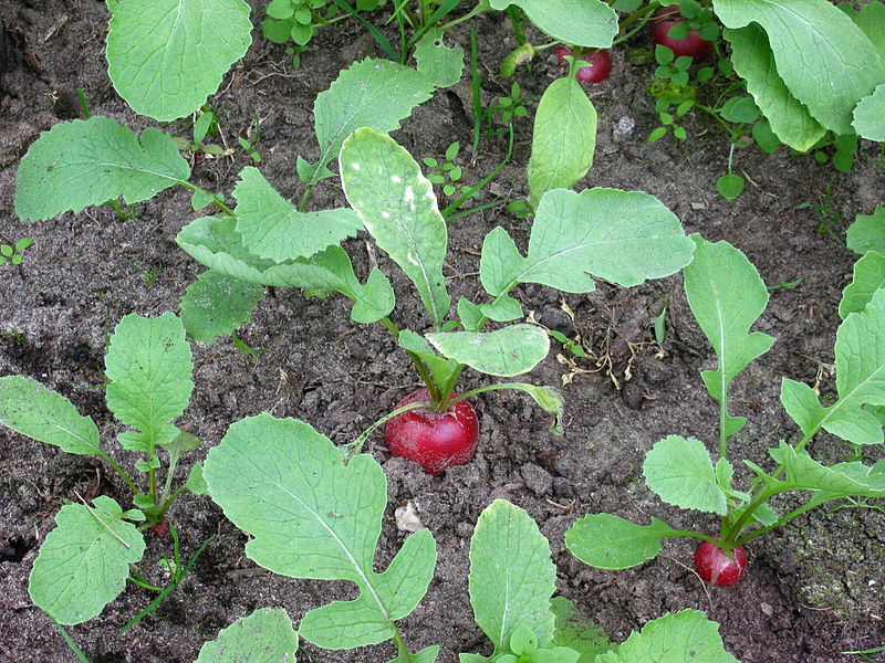 Radieschen
