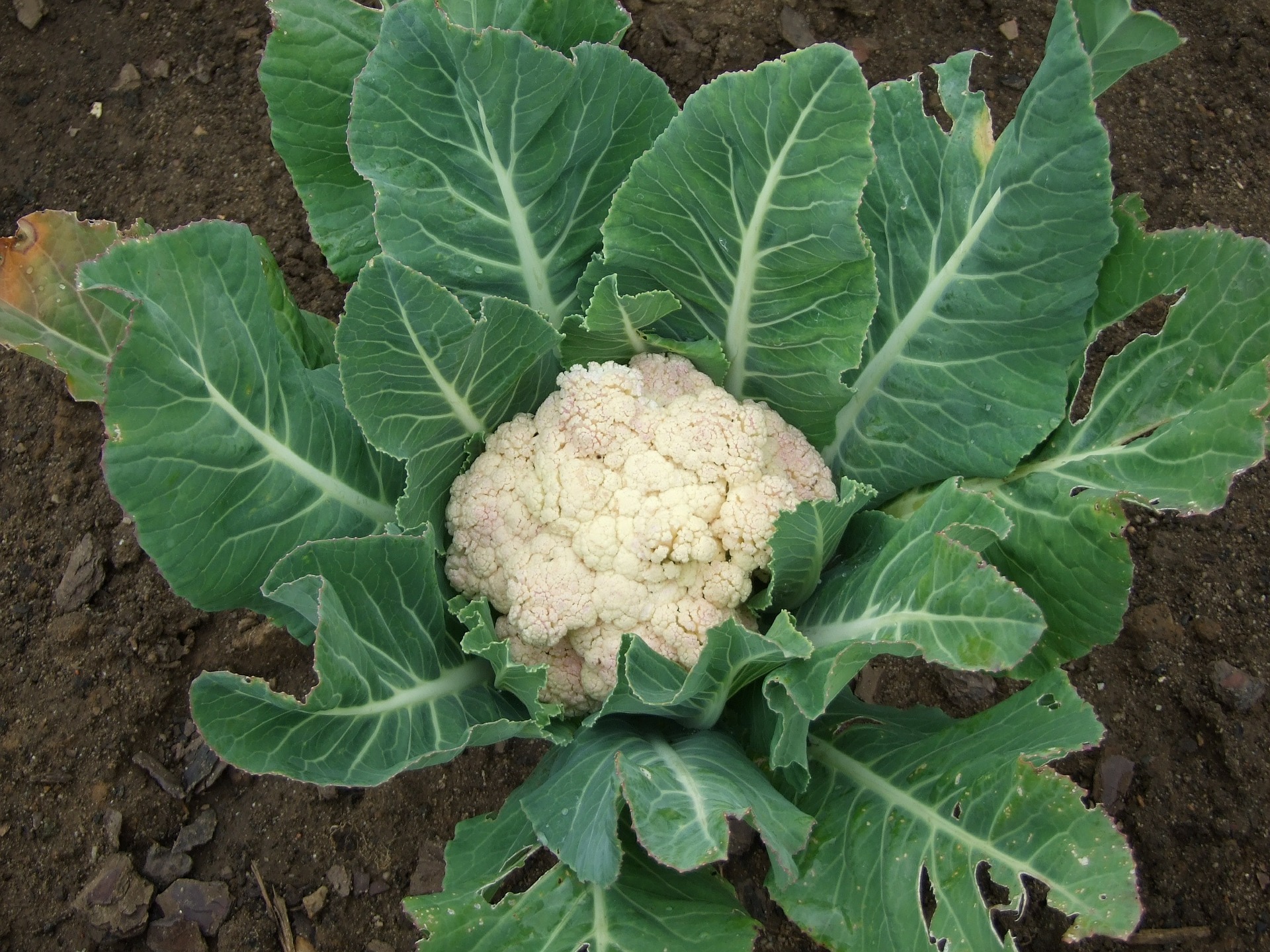 Blumenkohl