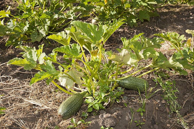 Zucchini