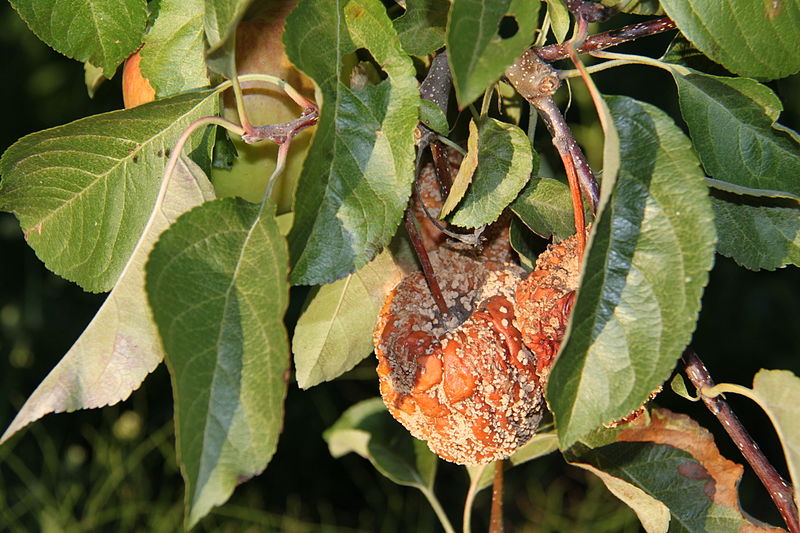 Monilia Fruchtfäule (Apfel)