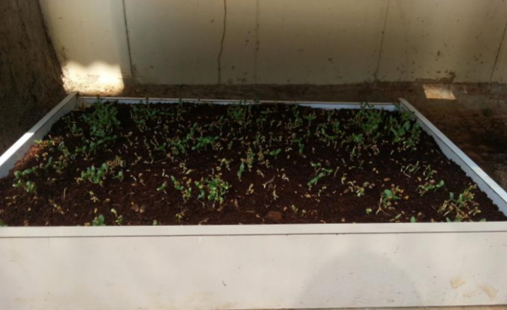 Microgreens germination