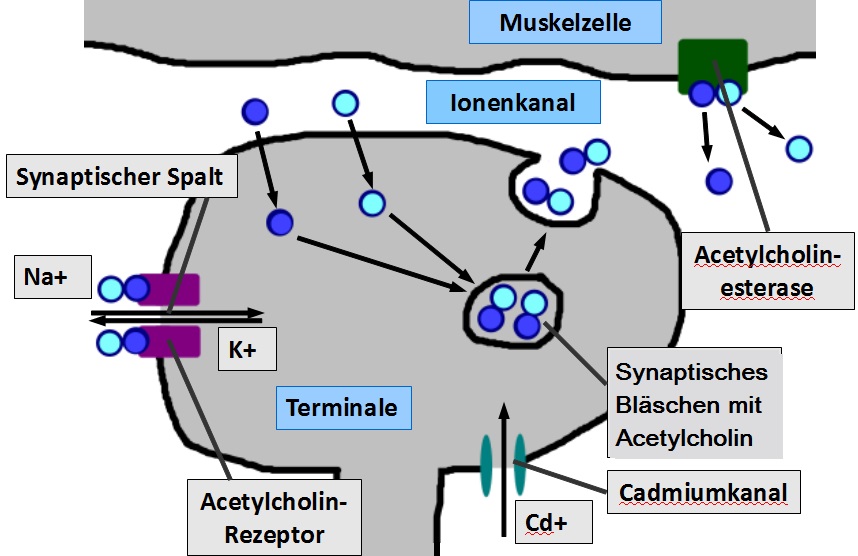 Aufgaben zur Synapse lernen mit Serlo! Aufgaben zur Synapse lernen mit Serlo!