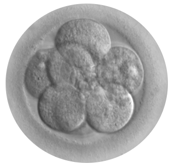 embryocells