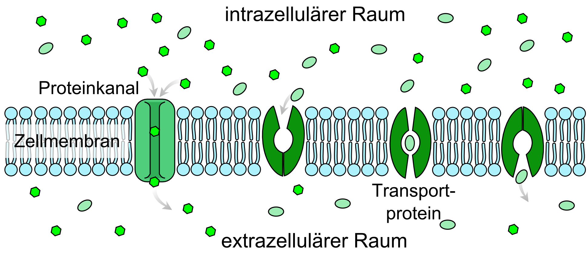 Passiver und Aktiver Transport zwischen dem Zytoplasma (intrazellulärer Raum) und der äußeren Umgebung (extrazellulärer Raum)