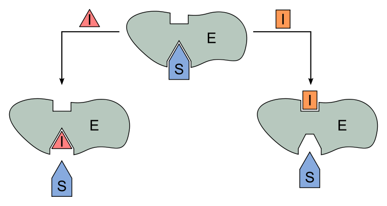Abb. 5: Kompetitive Hemmung (links) und Allosterische Hemmung (rechts)