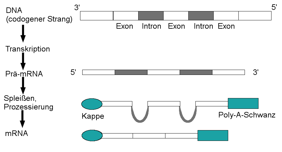 Transkription 1 Schritt Der Proteinbiosynthese Lernen Mit Serlo